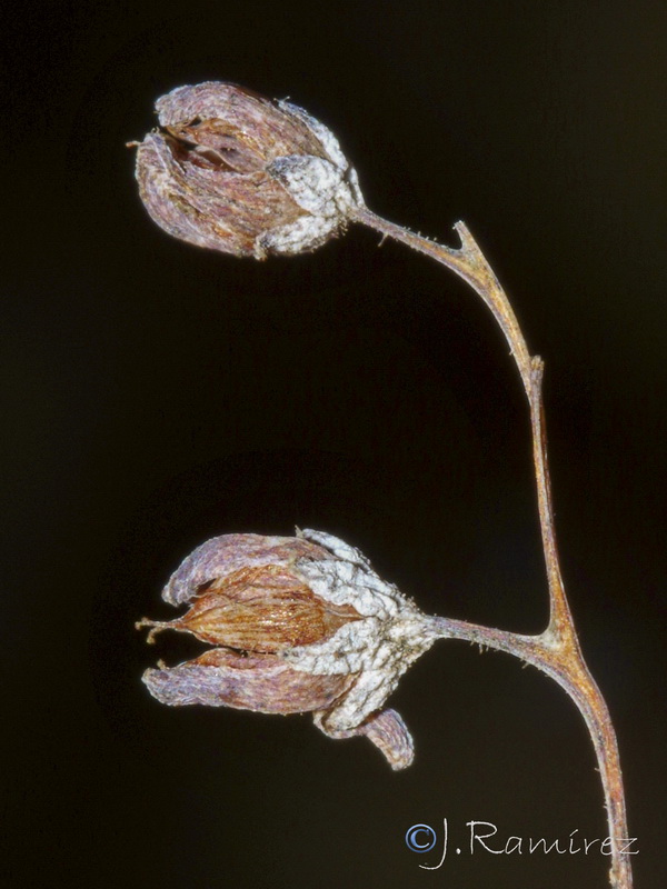 Sedum dasyphyllum granatense.08