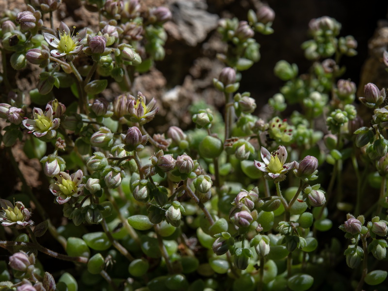 Sedum dasyphyllum granatense.02
