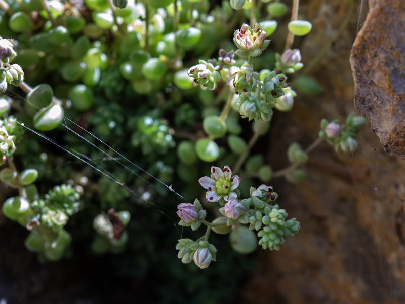 Sedum dasyphyllum granatense.13