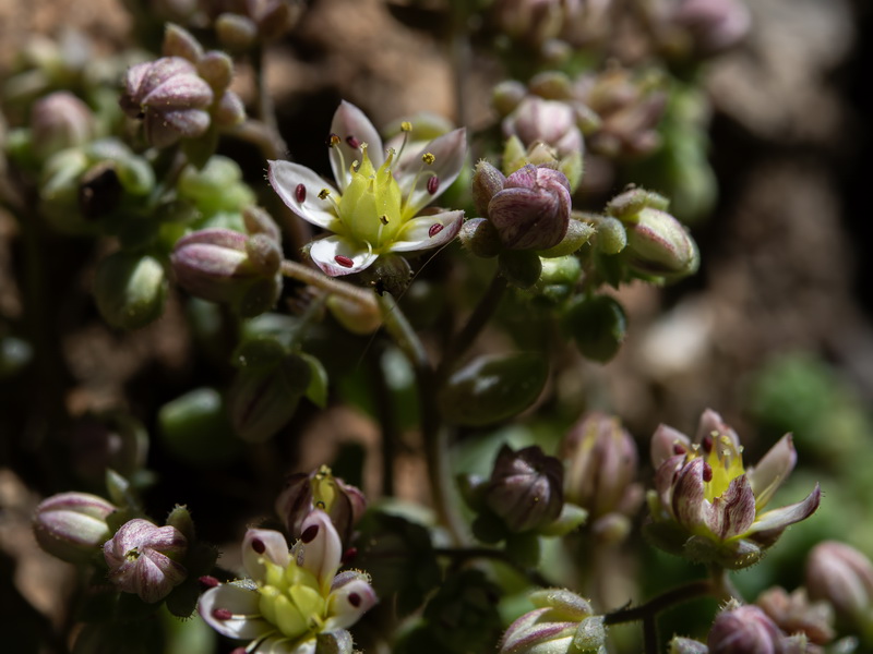Sedum dasyphyllum granatense.16