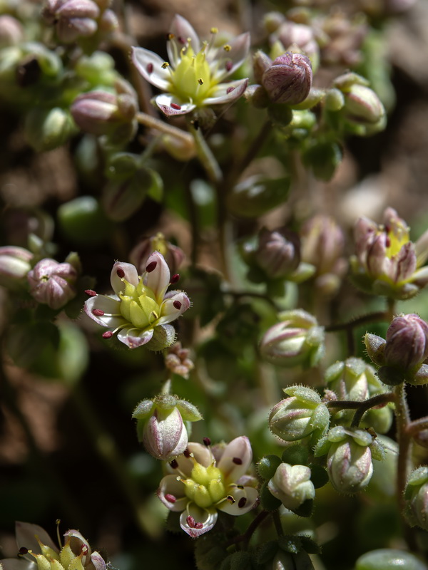Sedum dasyphyllum granatense.17