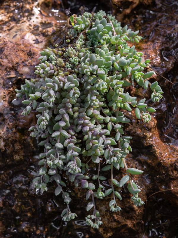 Sedum dasyphyllum granatense.01