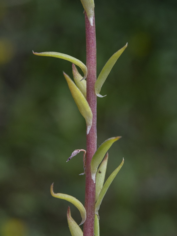 Petrosedum forsterianum.04