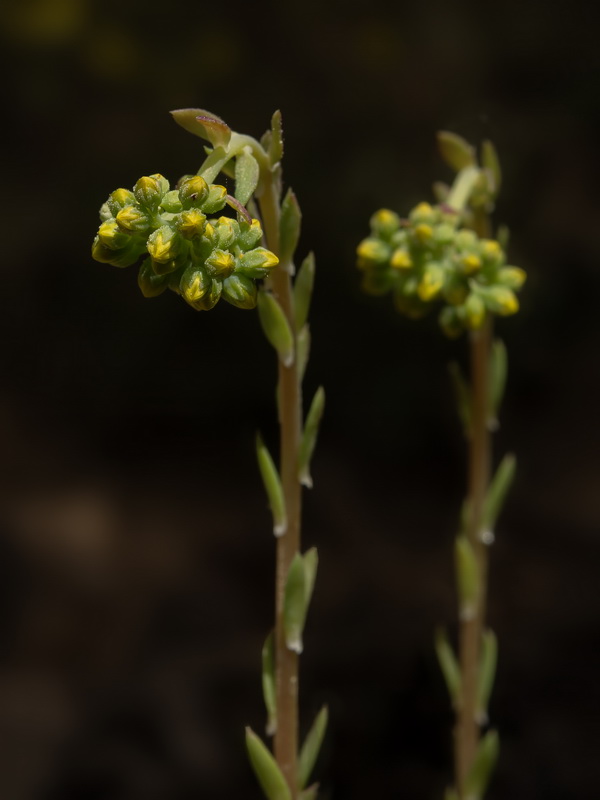 Petrosedum forsterianum.14