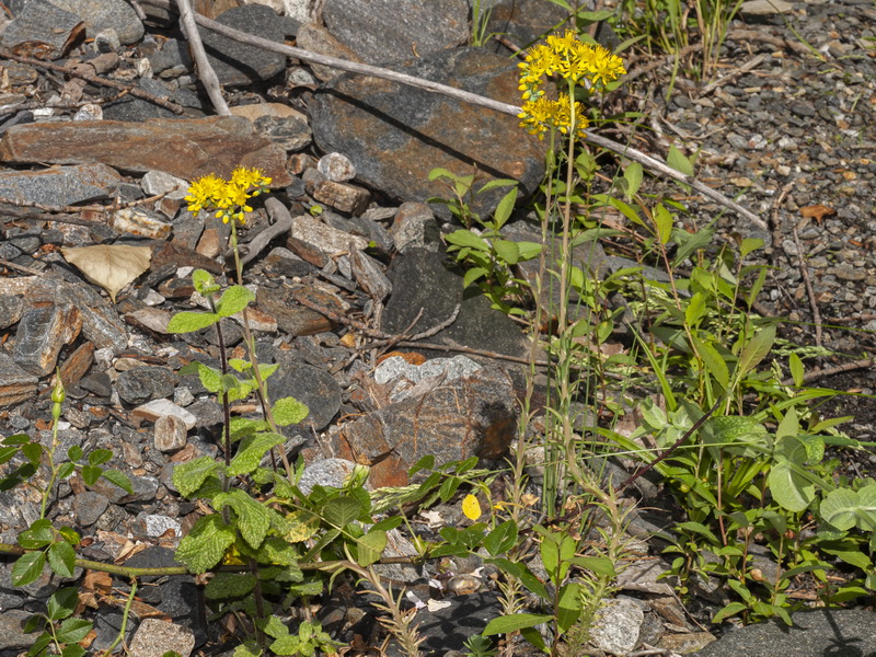 Sedum forsterianum.01