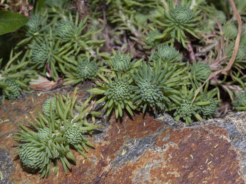 Sedum forsterianum.03