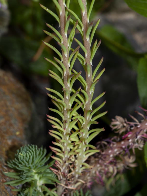 Sedum forsterianum.05