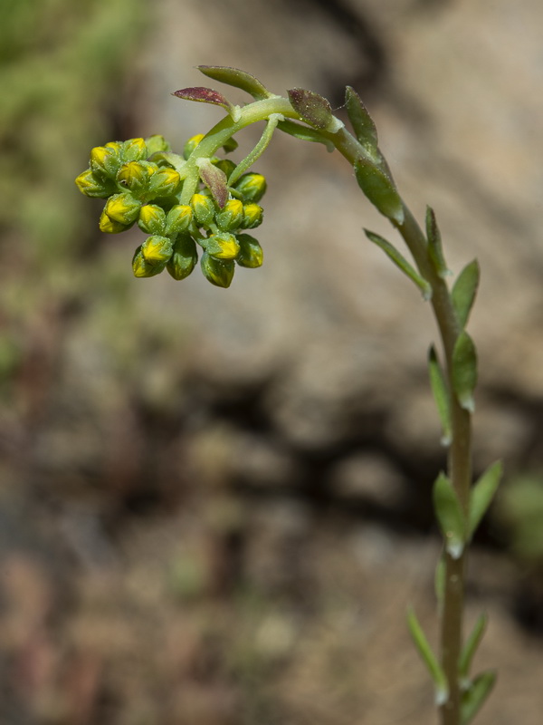 Sedum forsterianum.07