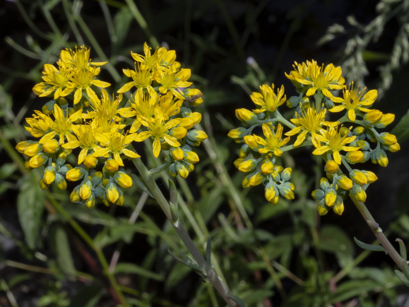 Sedum forsterianum.08