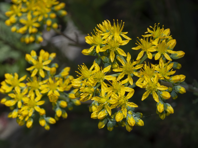 Sedum forsterianum.11