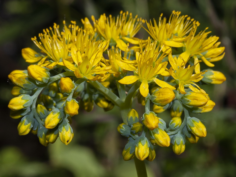 Sedum forsterianum.12