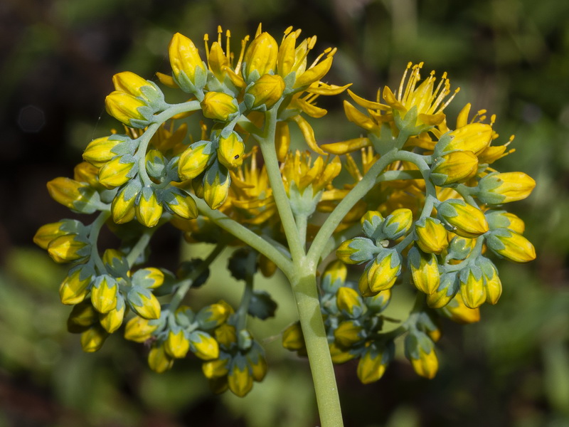 Sedum forsterianum.14