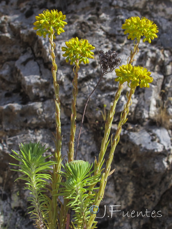 Sedum forsterianum.18