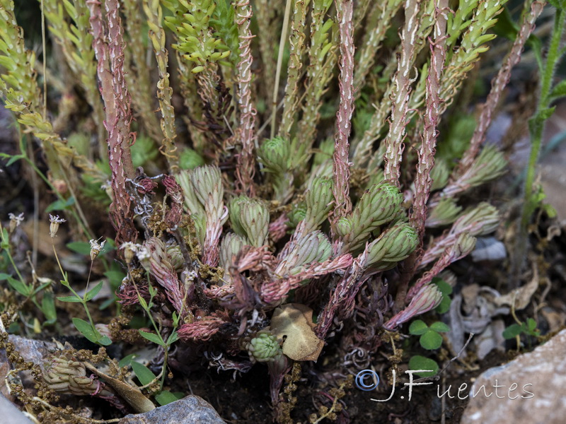 Sedum forsterianum.19