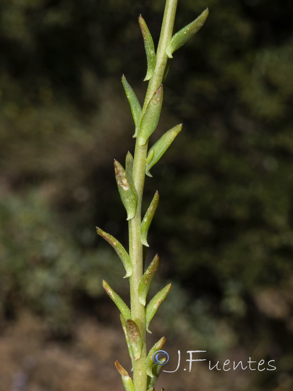 Sedum forsterianum.20