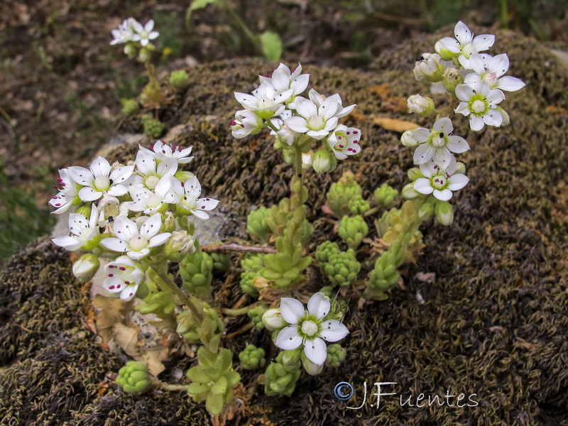 Sedum hirsutum baeticum.02