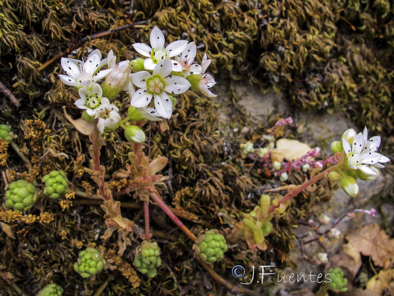 Sedum hirsutum baeticum.03
