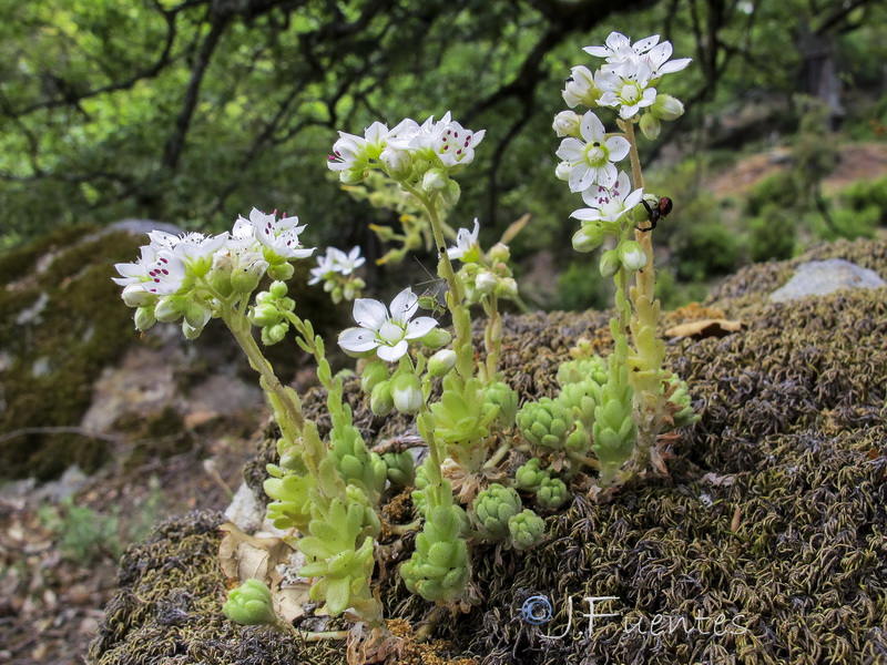 Sedum hirsutum baeticum.04