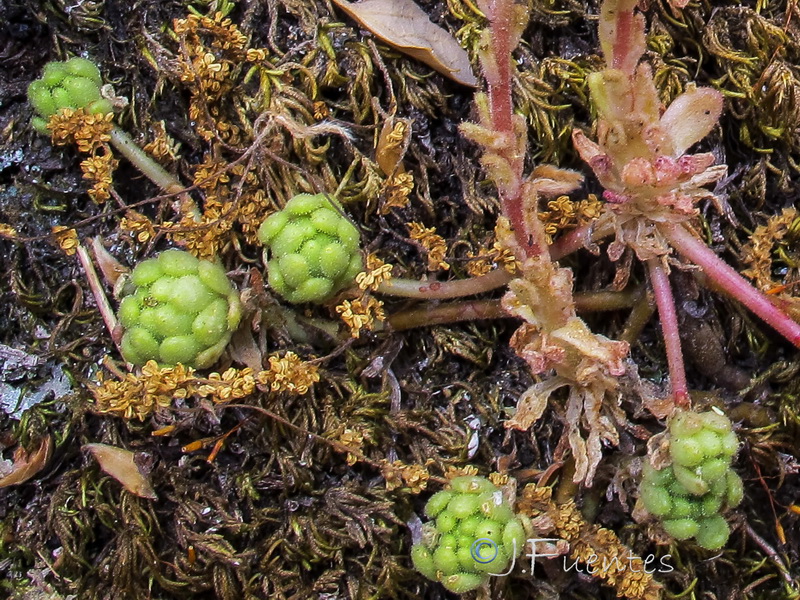 Sedum hirsutum baeticum.05