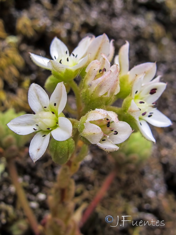 Sedum hirsutum baeticum.06