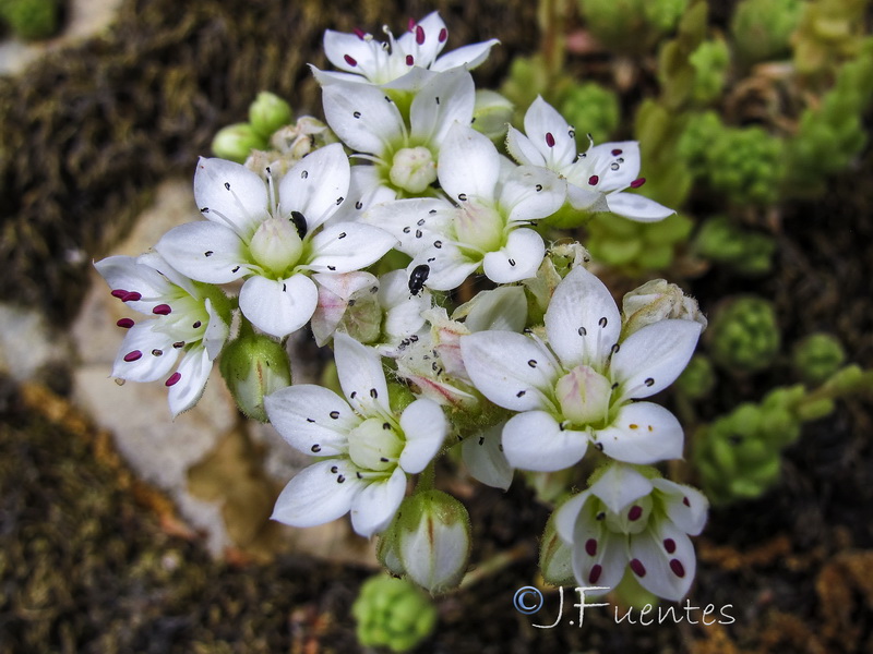 Sedum hirsutum baeticum.07