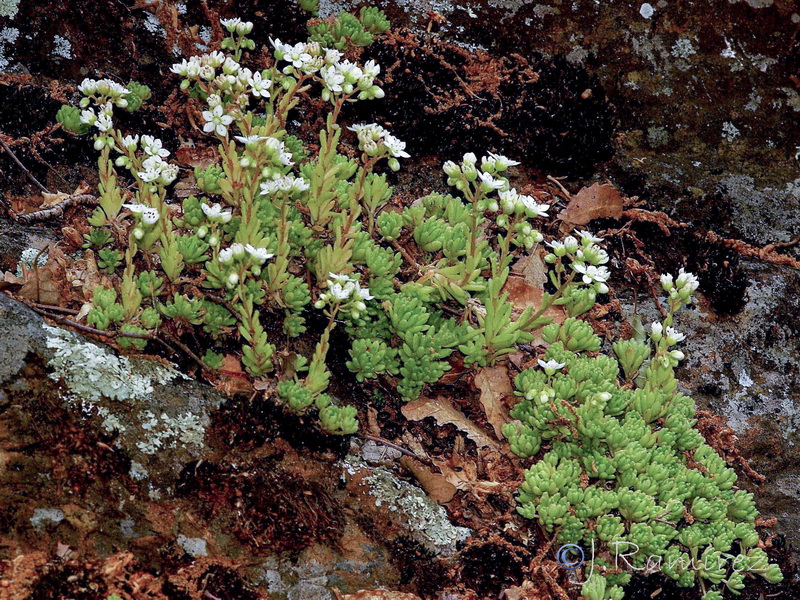 Sedum hirsutum hirsutum.01