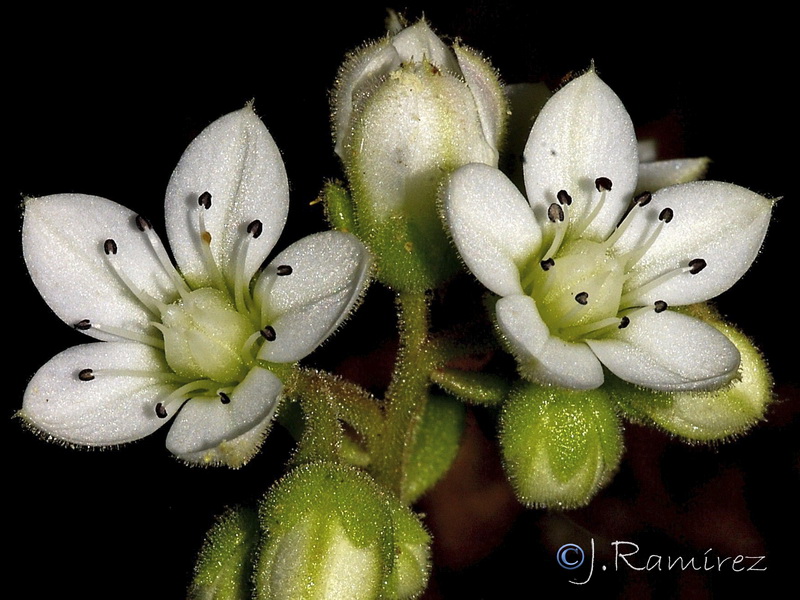 Sedum hirsutum hirsutum.05