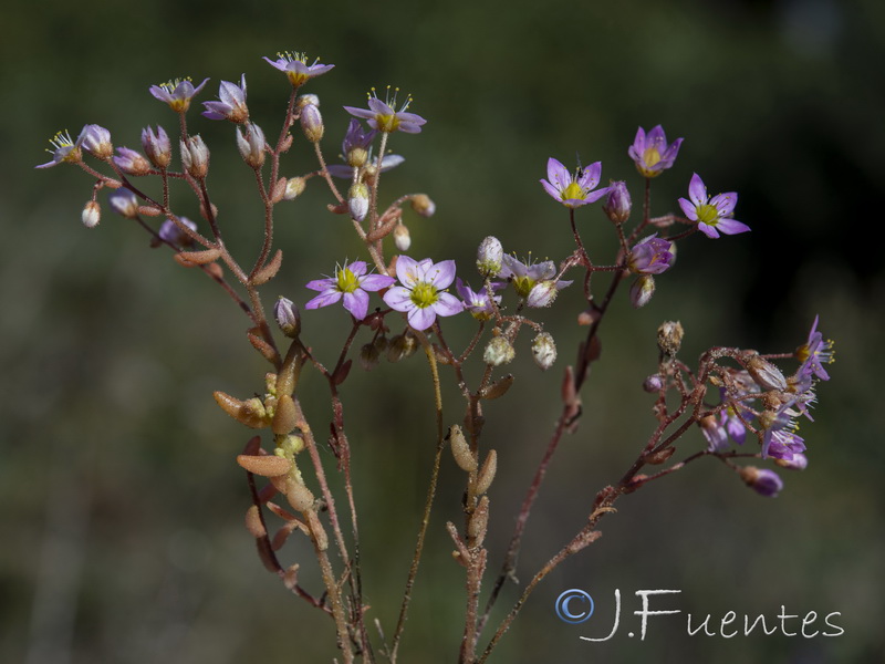 Sedum maireanum.03