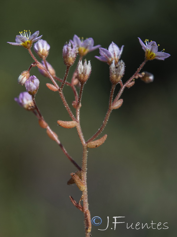 Sedum maireanum.04