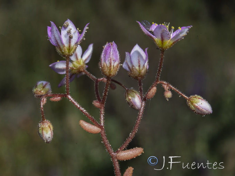 Sedum maireanum.07