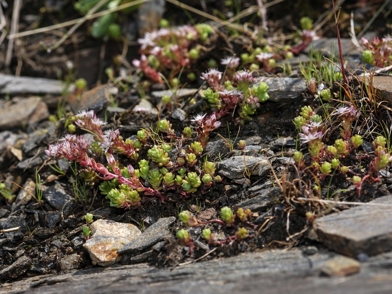 Sedum melanantherum.01