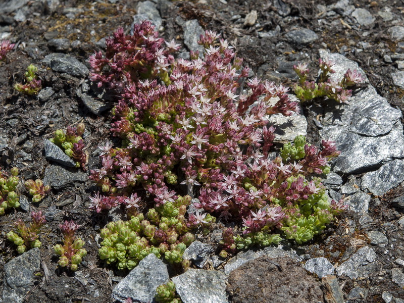 Sedum melanantherum.02