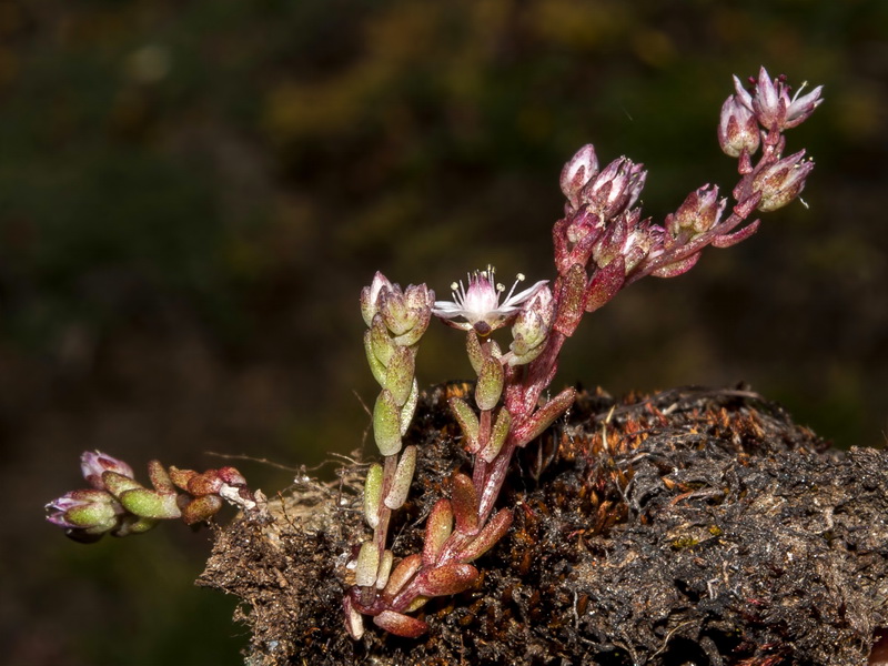 Sedum melanantherum.07