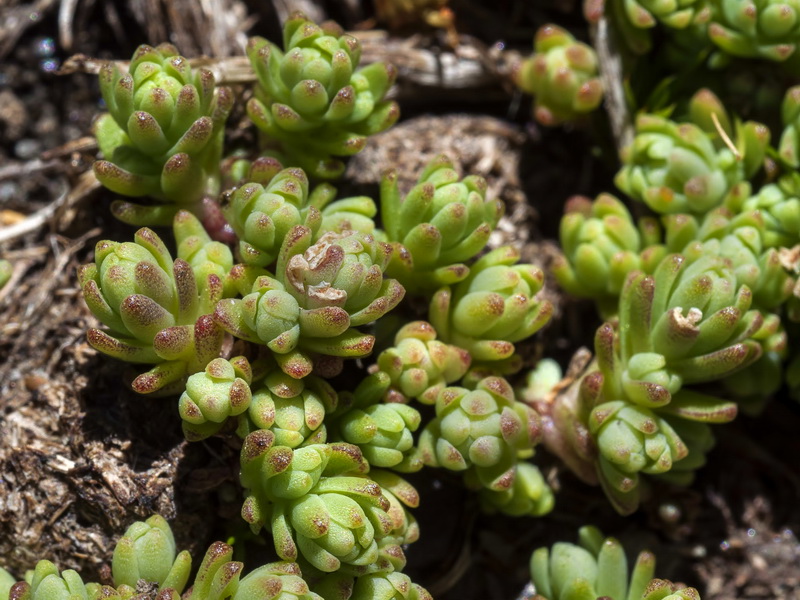 Sedum melanantherum.11