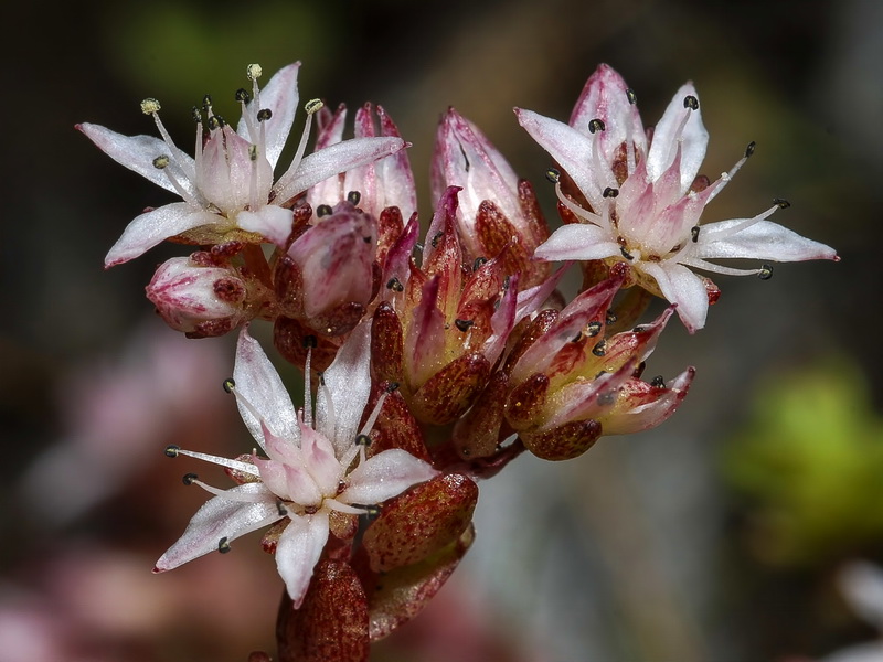 Sedum melanantherum.15