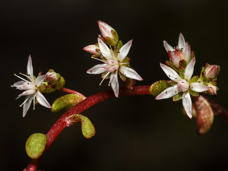 Sedum melanantherum.16