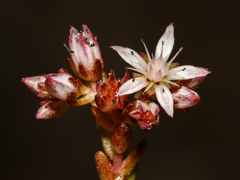 Sedum melanantherum.17