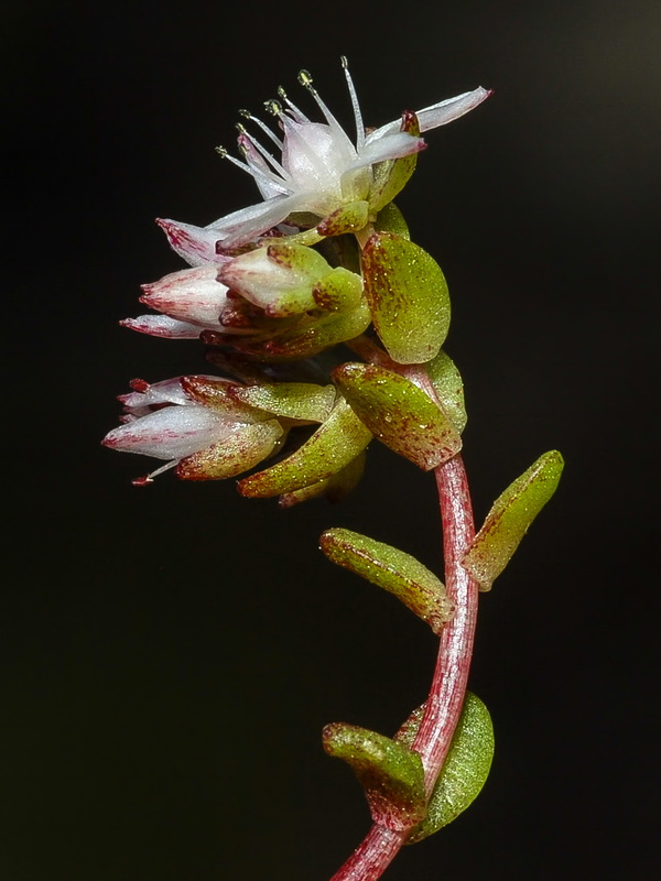 Sedum melanantherum.20