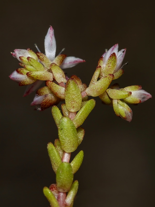 Sedum melanantherum.21