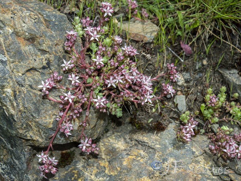 Sedum melanantherum.03