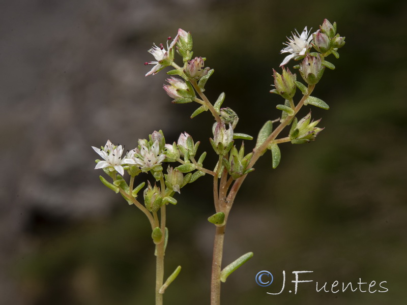 Sedum melanantherum.24