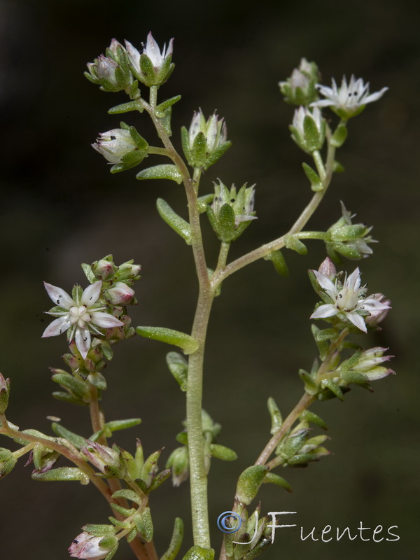 Sedum melanantherum.25