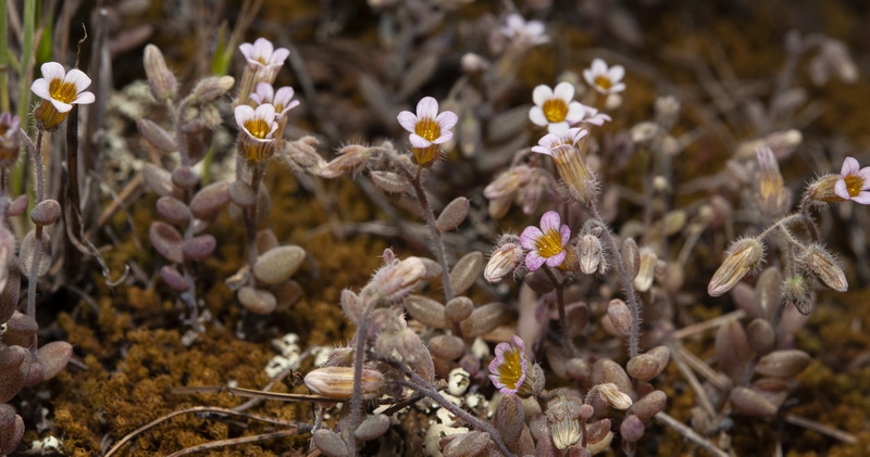 Sedum mucizonia.01