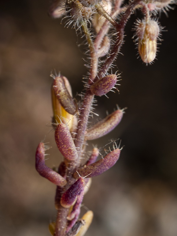 Sedum mucizonia.07