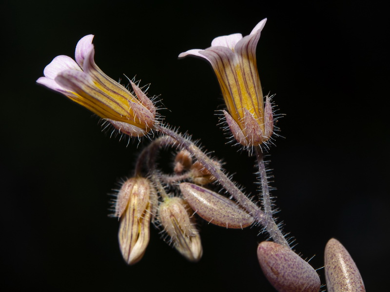 Sedum mucizonia.14