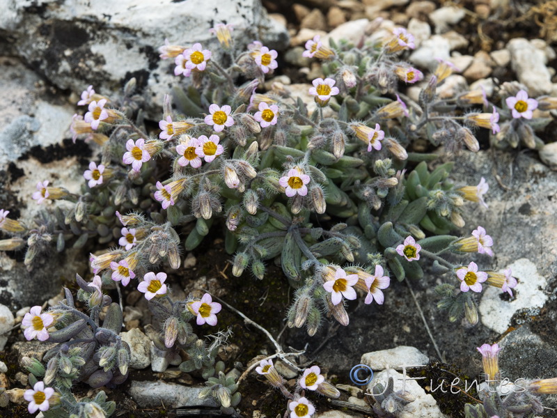 Sedum mucizonia.15