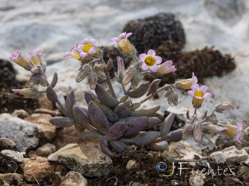 Sedum mucizonia.16