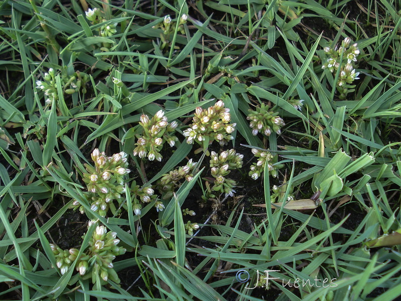 Sedum nevadense.01