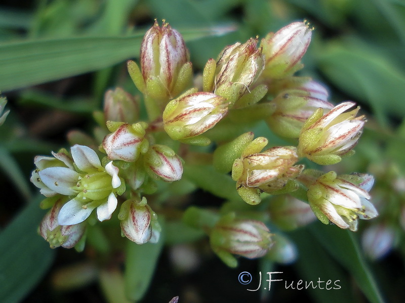 Sedum nevadense.03