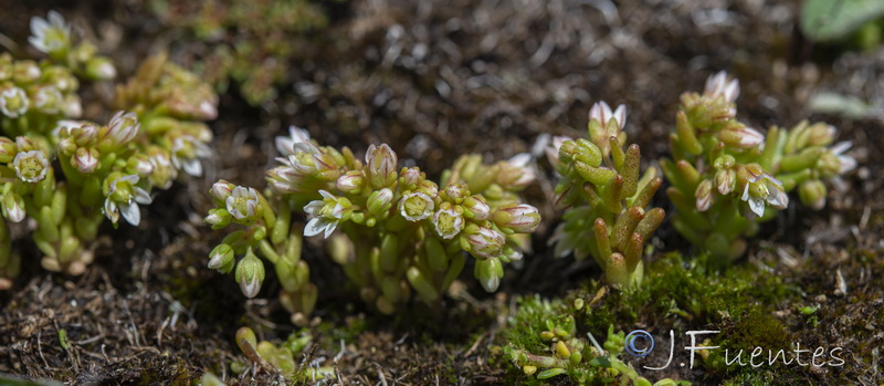 Sedum nevadense.02